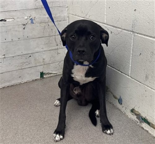Photo of Humphrey, adoptable Pit Bull Terrier in San Bernardino, California