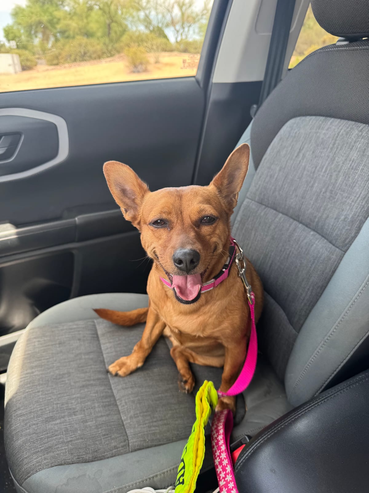 Photo of Boston, adoptable Chihuahua in Chandler, Arizona