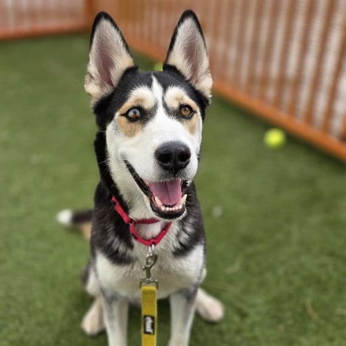 Photo of Lady Kilo Runner, adoptable Siberian Husky in Las Vegas, Nevada
