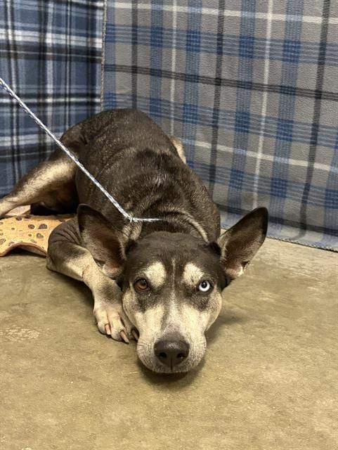 Photo of Evangeline, adoptable Husky in Rosenberg, Texas