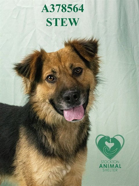 Photo of Stew, adoptable Australian Cattle Dog/Blue Heeler in Stockton, California