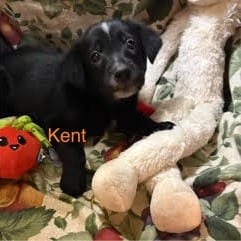 Photo of Kent, adoptable Cattle Dog / Mix in Boonville, Missouri