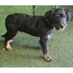Photo of Benito, adoptable Shih Tzu in Lancaster, California