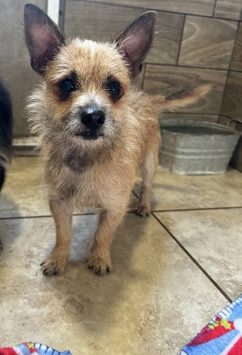 Photo of McGee, adoptable Yorkshire Terrier Yorkie in Pipe Creek, Texas