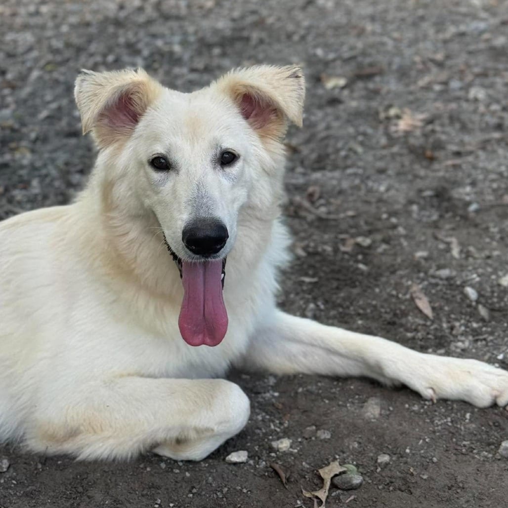 Photo of Paige, adoptable Pyrenees, Great in Martinsville, Virginia