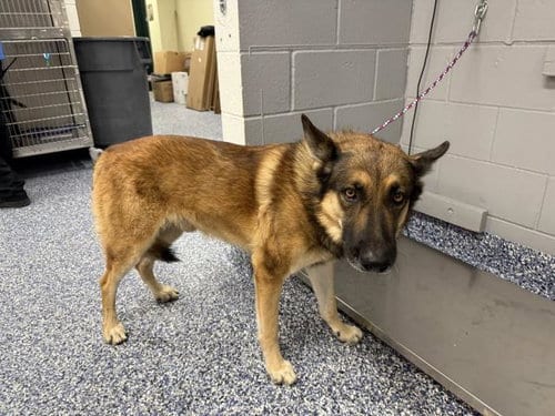 Photo of Flinn, adoptable German Shepherd Dog in Thousand Palms, California