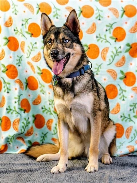 Photo of Maxine, adoptable Siberian Husky in Thousand Palms, California