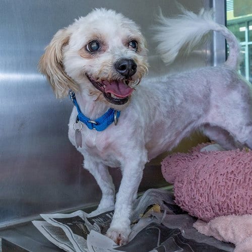 Photo of Goldie, adoptable Shih Tzu in St Louis, Missouri