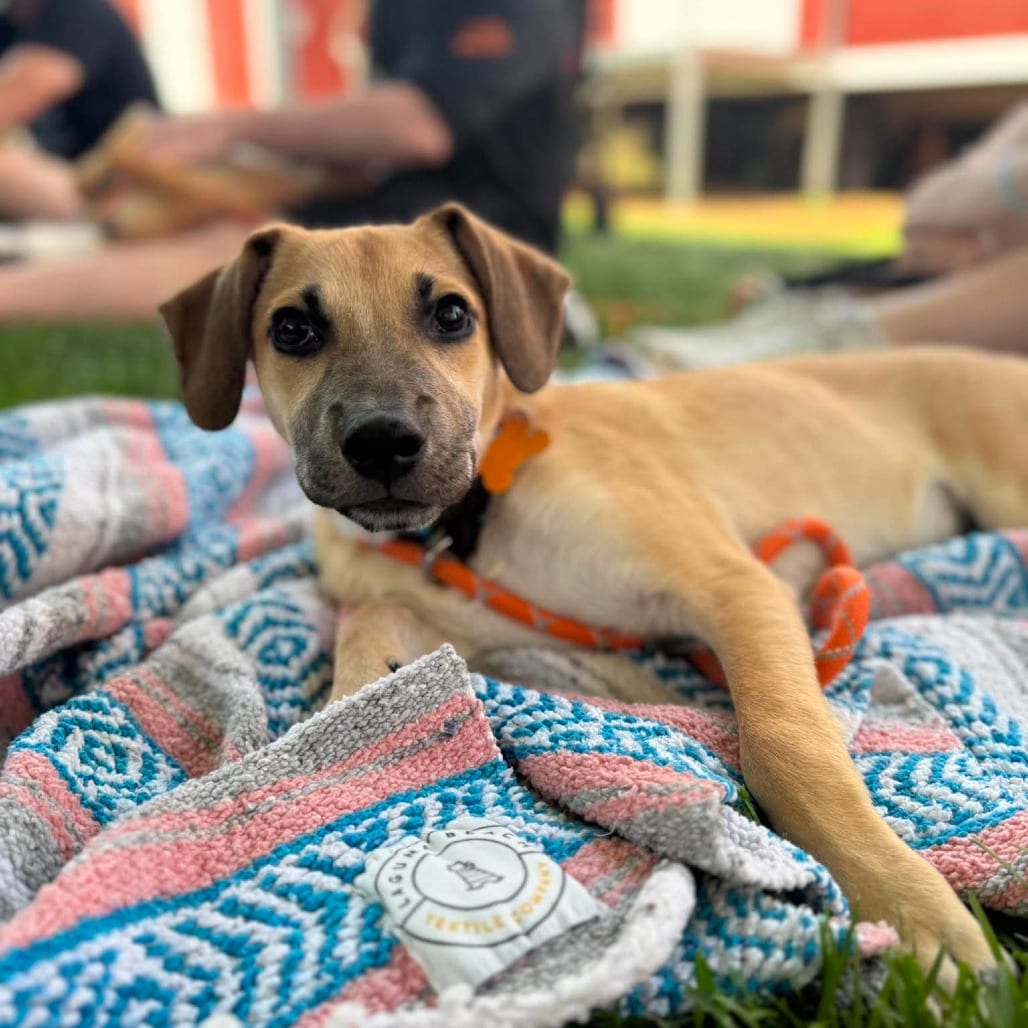 Photo of Lulu, adoptable Mixed Breed (Medium) in Bend, Oregon