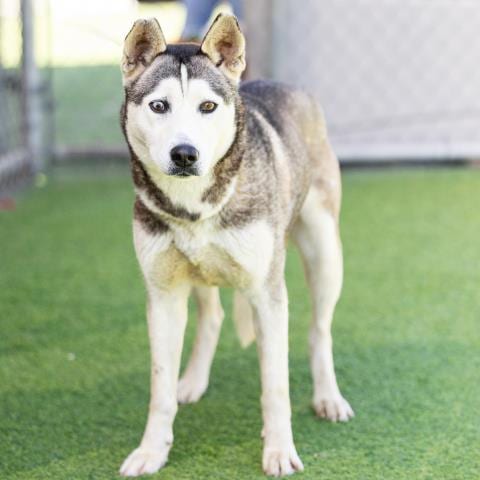 Photo of Raven, adoptable Siberian Husky in Camarillo, California