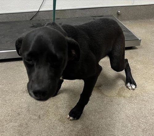 Photo of Nick Wilde, adoptable Pit Bull Terrier in HESPERIA, California