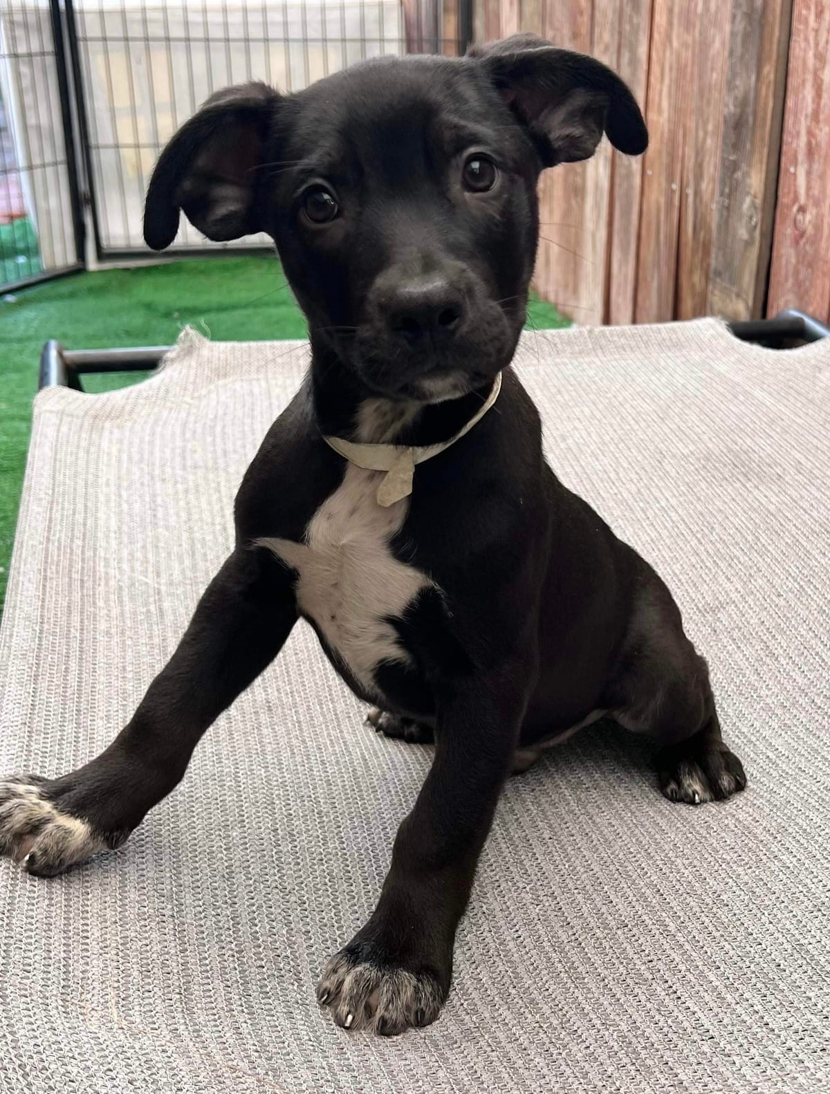 Photo of Therman Merman, adoptable American Staffordshire Terrier in San Diego, California