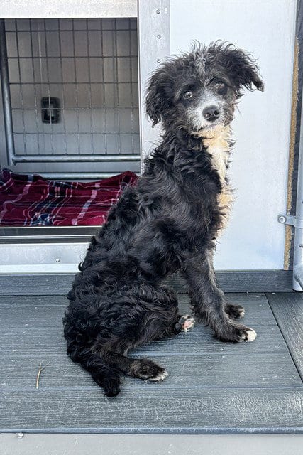 Photo of Emilio, adoptable Poodle (Miniature) in San Bernardino, California