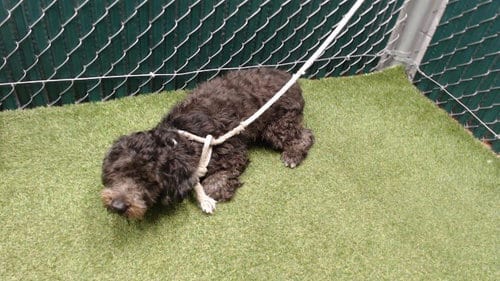 Photo of Prince Will, adoptable Terrier in Downey, California