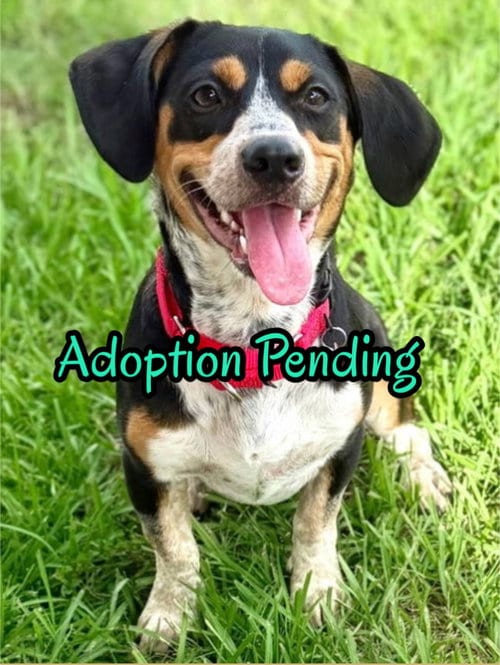 Photo of Dante, adoptable Beagle in Dunnellon, Florida