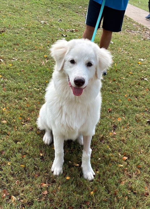 Photo of Max, adoptable Great Pyrenees in Dallas, Texas