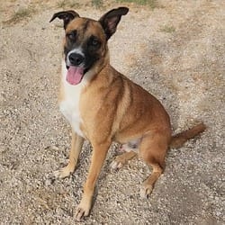 Photo of Dodger JuM, adoptable Belgian Malinois Shepherd (Unknown Type) in Hartford, Connecticut