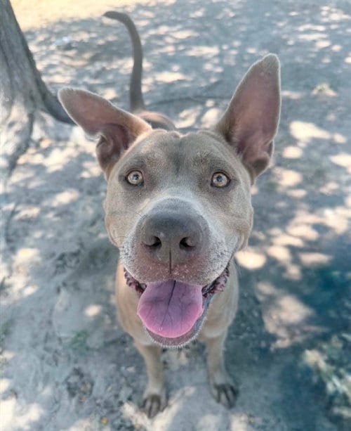 Photo of Shadow, adoptable Pit Bull Terrier in Conroe, Texas