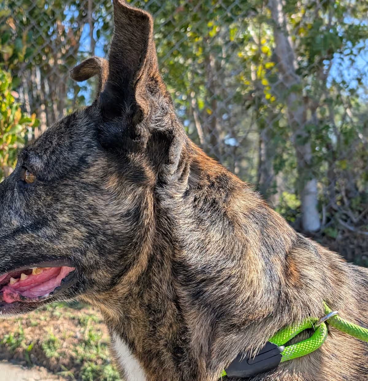 Photo of Herb, adoptable Dutch Shepherd in Newport Beach, California