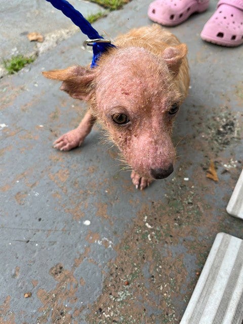 Photo of Zoro, adoptable Chihuahua in Miami, Florida