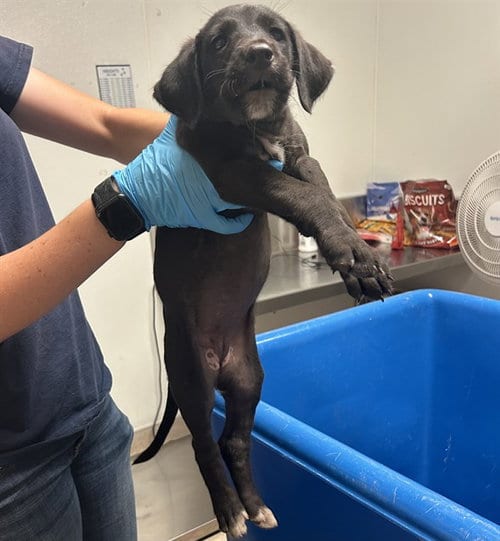 Photo of Donna Meagle, adoptable Pit Bull Terrier in Bakersfield, California