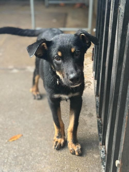 Photo of Saturn, adoptable Husky in Inglewood, California