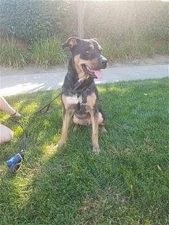 Photo of Tyson, adoptable Rottweiler in Dana Point, California