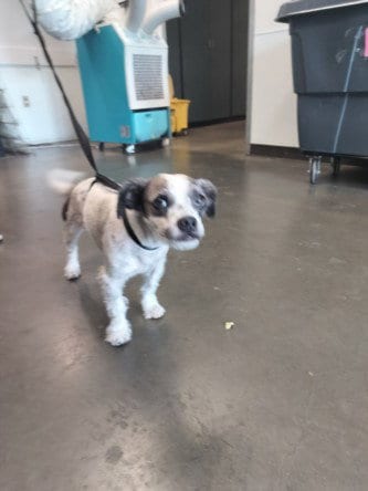 Photo of Domino, adoptable Tibetan Terrier in Chatsworth, California