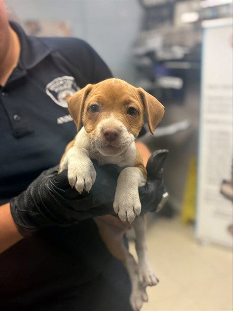 Photo of Eleanor, adoptable Terrier in Stockton, California