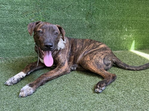 Photo of Kiké, adoptable Pit Bull Terrier in Baldwin Park, California