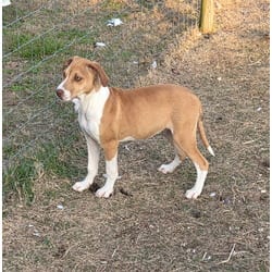 Photo of June, adoptable Redbone Coonhound Black Mouth Cur in Melbourne, Arkansas