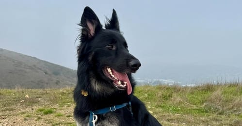 Photo of Scar OS, adoptable German Shepherd Dog in Cupertino, California