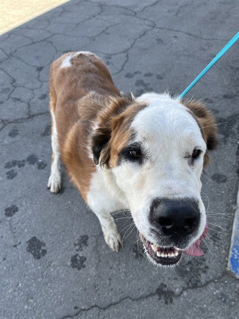 Photo of Toast, adoptable Saint Bernard in Bakersfield, California