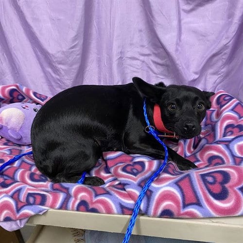 Photo of Percy, adoptable Chihuahua in Modesto, California