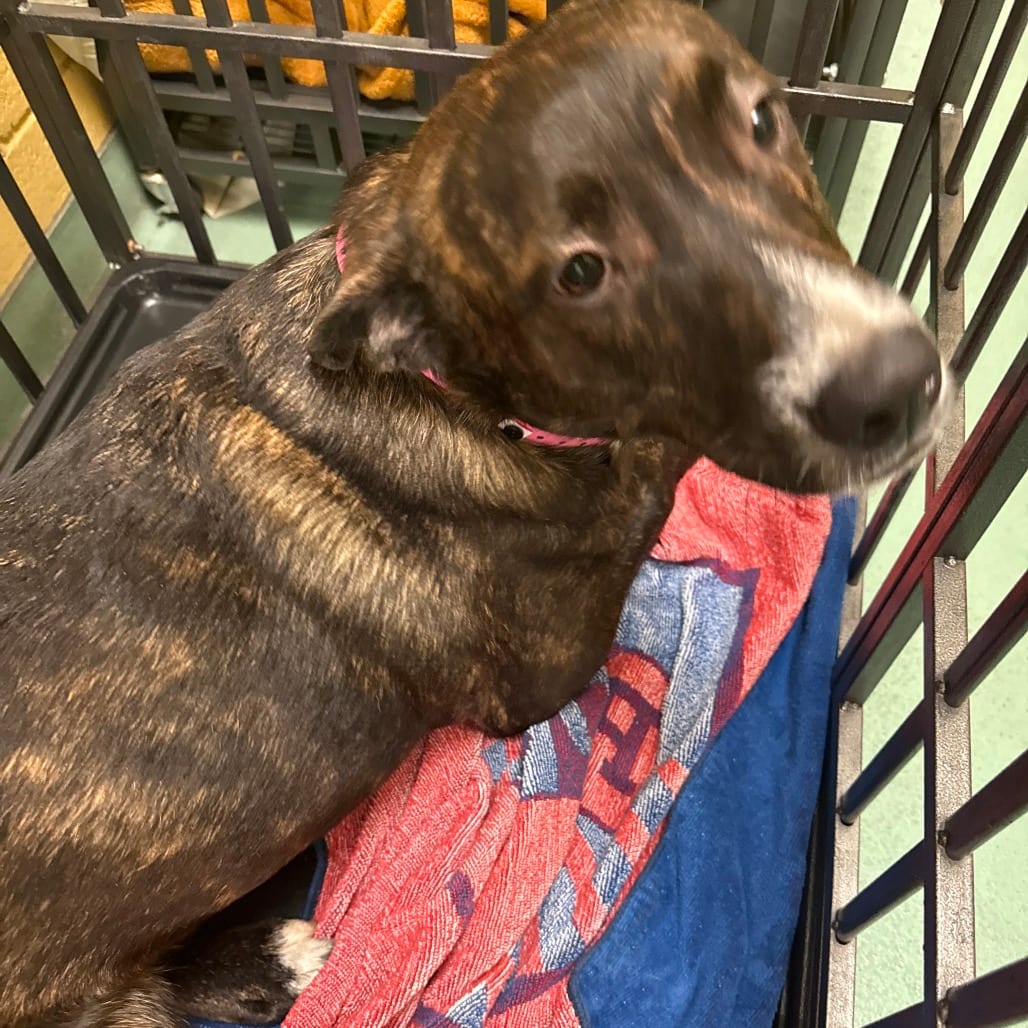 Photo of Matinie, adoptable dog