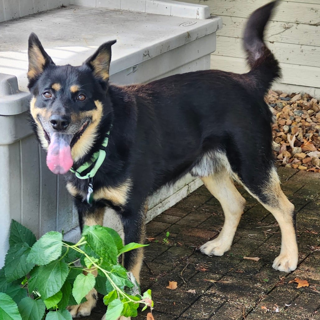 Photo of Joel, adoptable Mixed Breed (Medium) in Buffalo, Minnesota