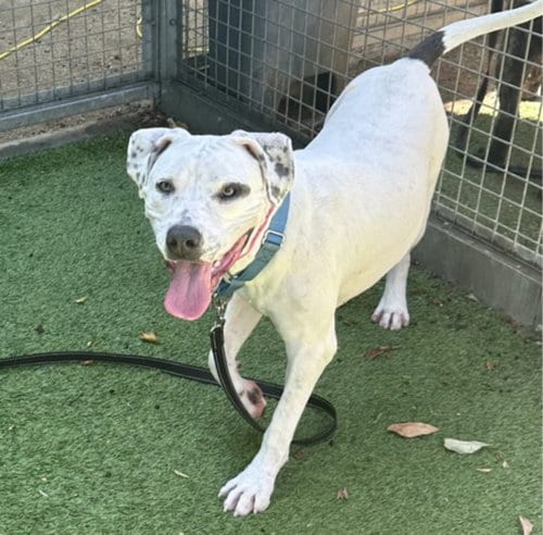 Photo of Vanica, adoptable Pit Bull Terrier in Van Nuys, California