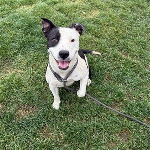 Photo of Bonni, adoptable Pit Bull Terrier in Bakersfield, California