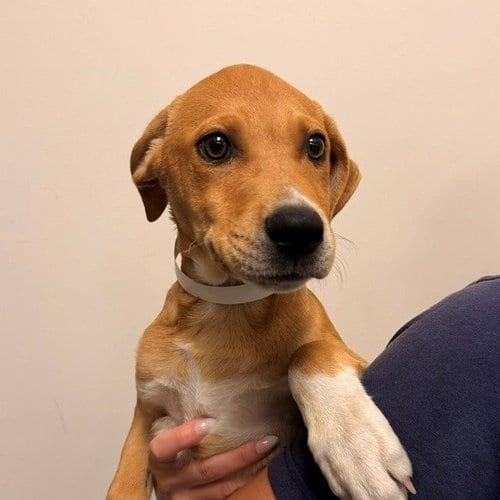 Photo of Bernard, adoptable Unknown breed in Rancho Santa Fe, California
