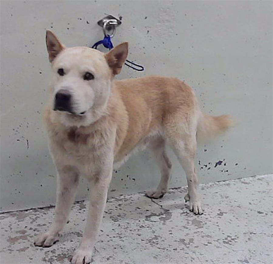 Photo of Alfred, adoptable Akita mix in Houston, Texas