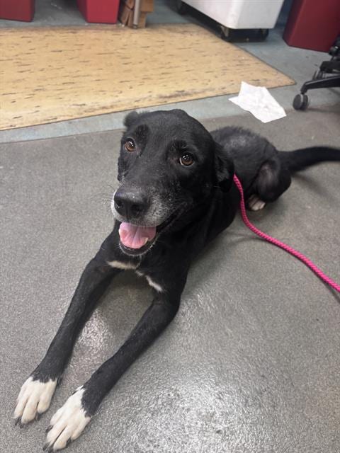 Photo of Ingrid, adoptable Labrador Retriever in San Antonio, Texas