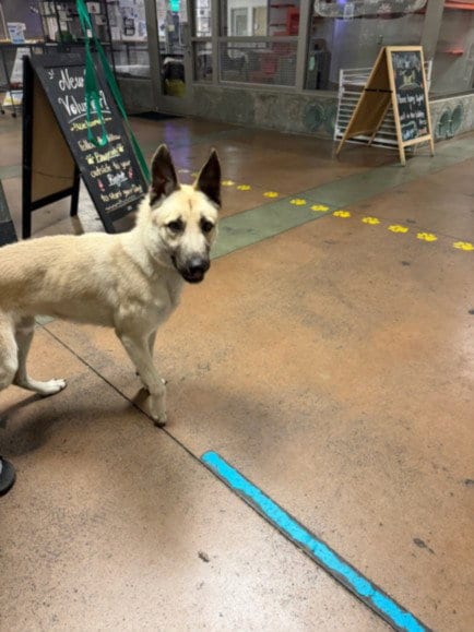 Photo of Evander, adoptable German Shepherd Dog in Van Nuys, California