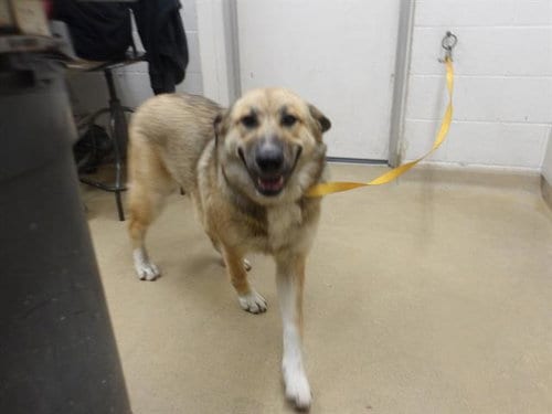 Photo of Bella, adoptable Great Pyrenees in Santa Rosa, California