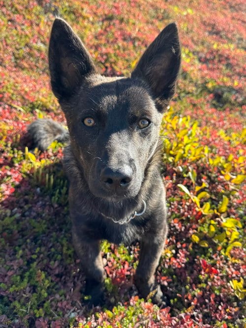 Photo of Piglet, adoptable Labrador Retriever in Anchorage, Alaska