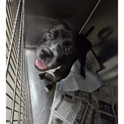 Photo of Hobbs, adoptable American Pit Bull Terrier in Chatsworth, California
