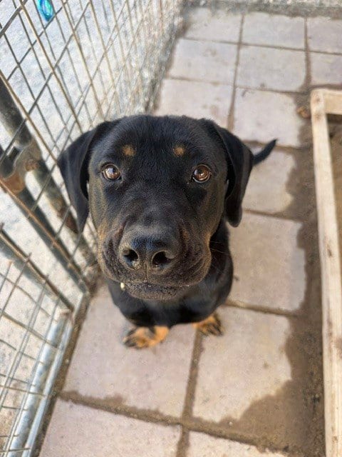 Photo of Naveah, adoptable Rottweiler in Santa Maria, California
