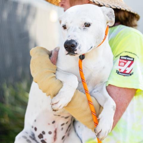 Photo of Tinkerbell, adoptable Pit Bull Terrier in Camarillo, California