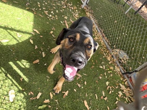 Photo of Benji, adoptable German Shepherd Dog in Downey, California