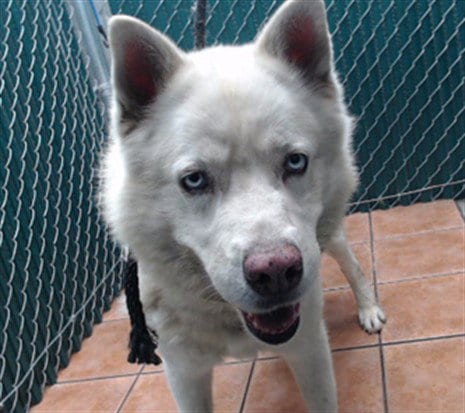 Photo of Axton, adoptable Siberian Husky in Downey, California