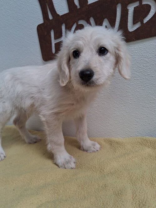 Photo of Topo, adoptable Terrier in Mountainair, New Mexico